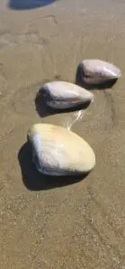 Pismo clams on beach