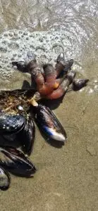 Mussels and barnacles on the beach.