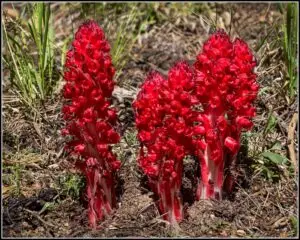 Snow Plant