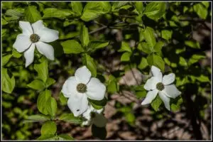 California Dogwood