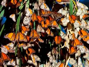 Monarch butterflies