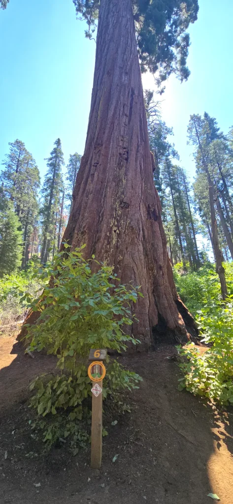 Giant Sequoia with spiral growth pattern