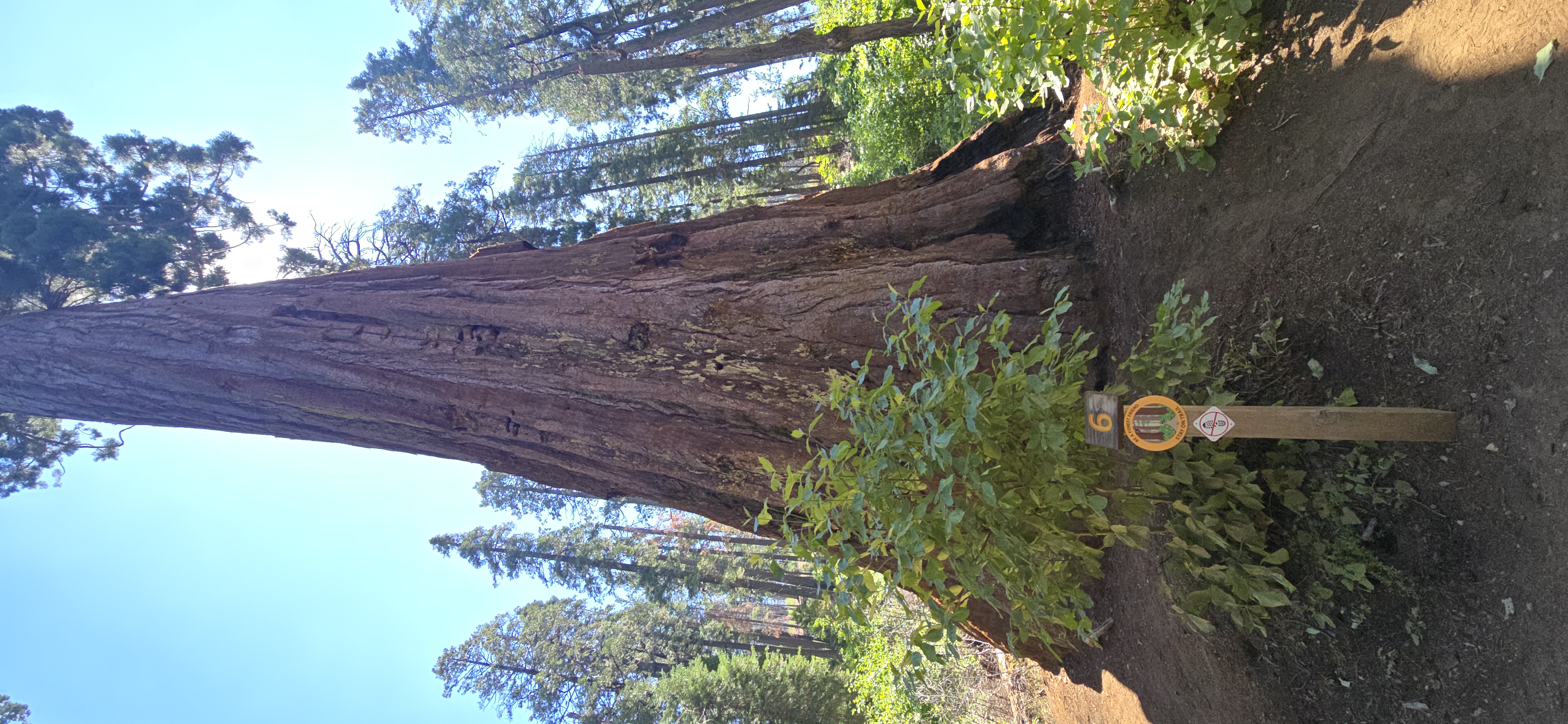 Giant Sequoia with spiral growth pattern