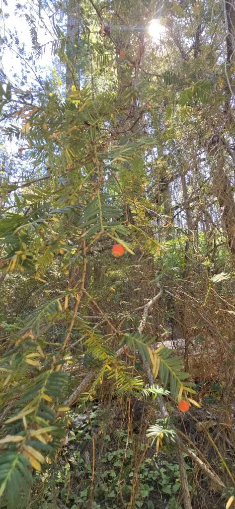 Pacific Yew tree with berries