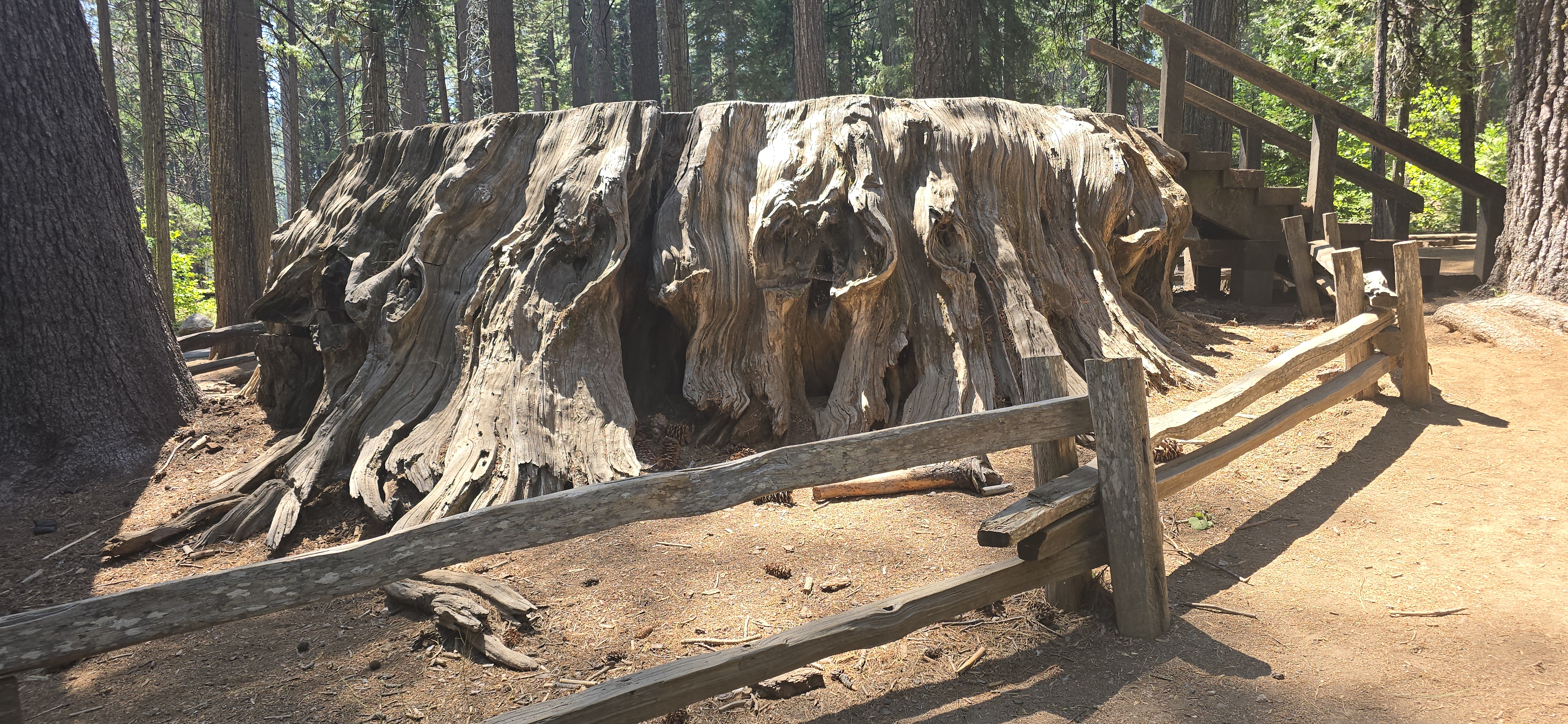 Giant redwood tree stump