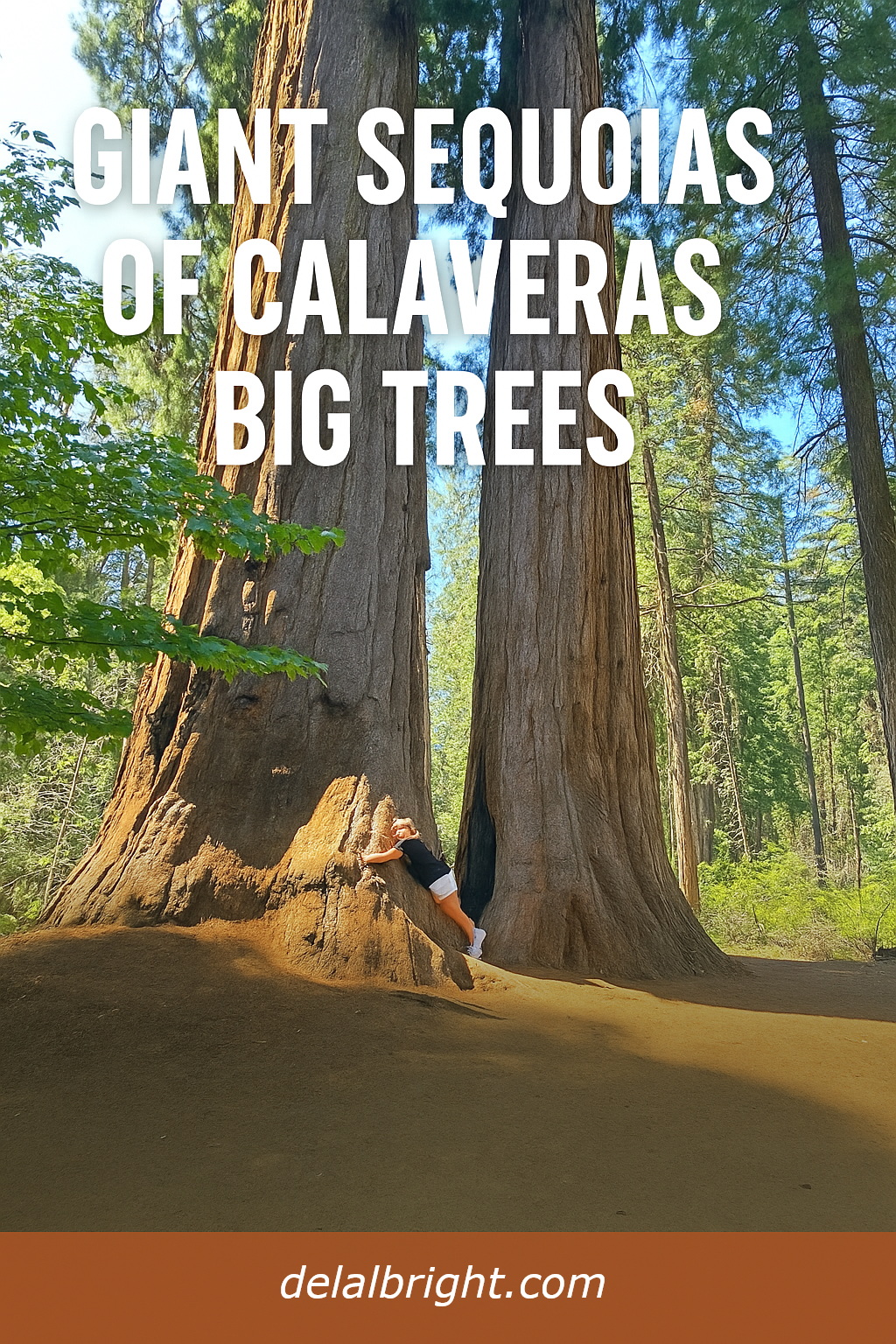 Giant sequoia tree being hugged by woman