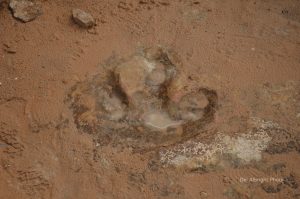 Dinosaur track in rock