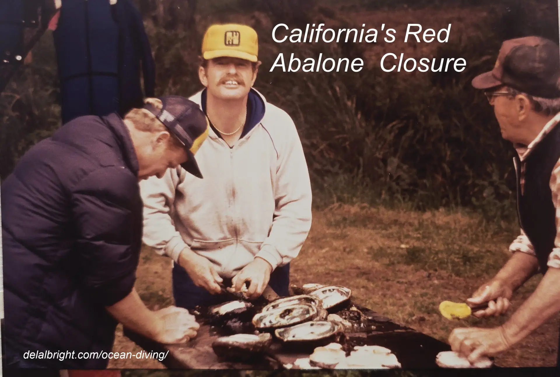 Divers cleaning abalone before the closure