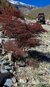 Desert Buckwheat in wash