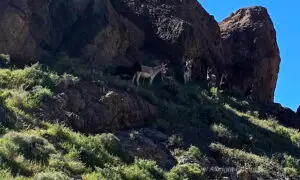 Burros in desert